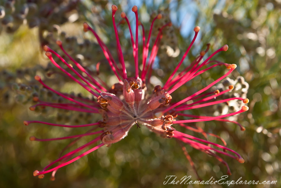 Australia, Victoria, Melbourne, Royal Botanic Gardens Victoria: Cranbourne Gardens, , 