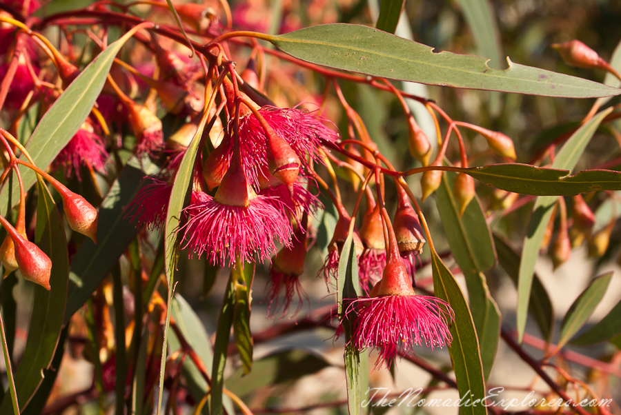 Australia, Victoria, Melbourne, Royal Botanic Gardens Victoria: Cranbourne Gardens, , 