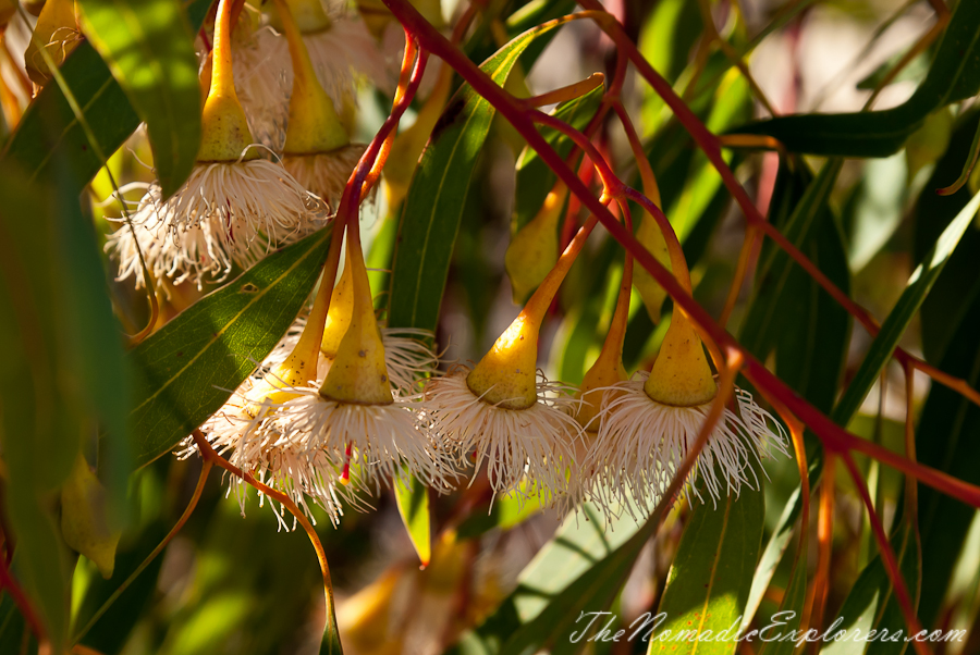 Australia, Victoria, Melbourne, Royal Botanic Gardens Victoria: Cranbourne Gardens, , 