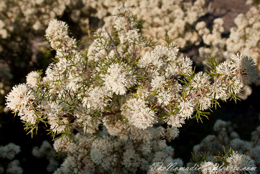 Australia, Victoria, Melbourne, Royal Botanic Gardens Victoria: Cranbourne Gardens, , 