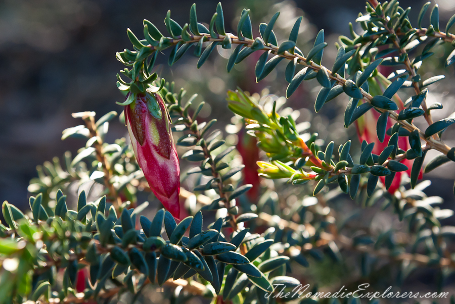 Australia, Victoria, Melbourne, Royal Botanic Gardens Victoria: Cranbourne Gardens, , 