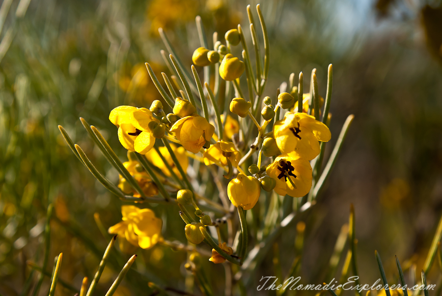 Australia, Victoria, Melbourne, Royal Botanic Gardens Victoria: Cranbourne Gardens, , 