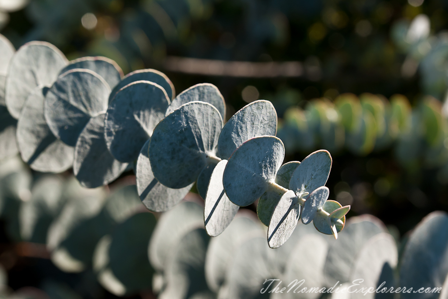 Australia, Victoria, Melbourne, Royal Botanic Gardens Victoria: Cranbourne Gardens, , 