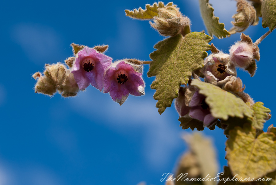 Australia, Victoria, Melbourne, Royal Botanic Gardens Victoria: Cranbourne Gardens, , 