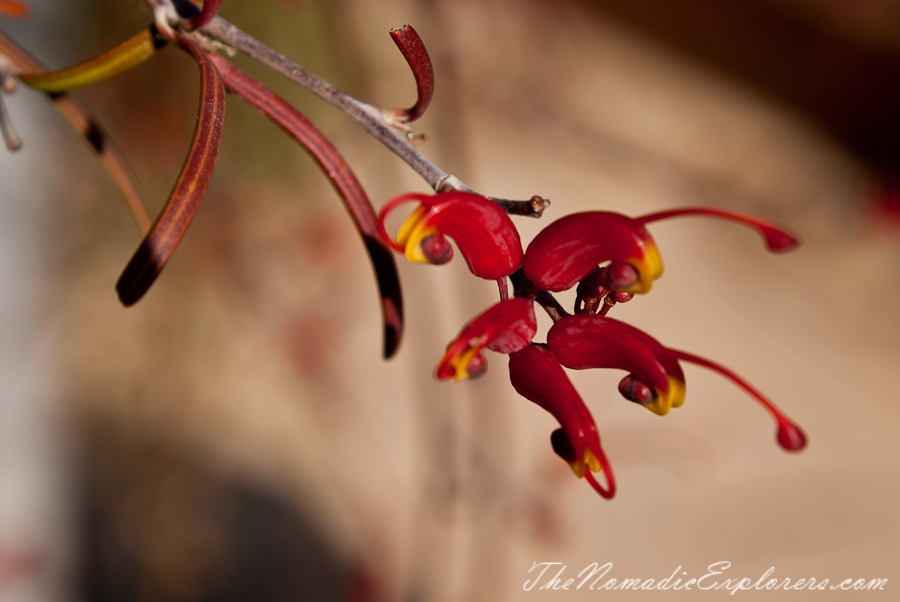 Australia, Victoria, Melbourne, Royal Botanic Gardens Victoria: Cranbourne Gardens, , 