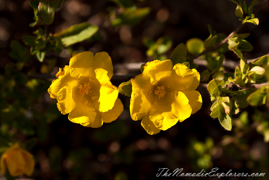 Australia, Victoria, Melbourne, Royal Botanic Gardens Victoria: Cranbourne Gardens, , 