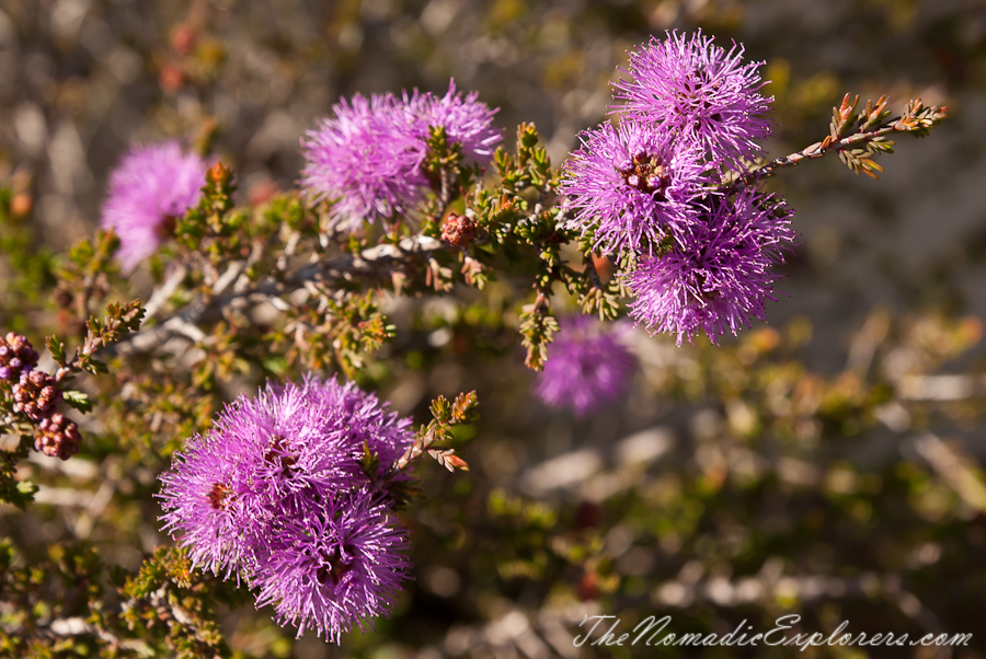 Australia, Victoria, Melbourne, Royal Botanic Gardens Victoria: Cranbourne Gardens, , 