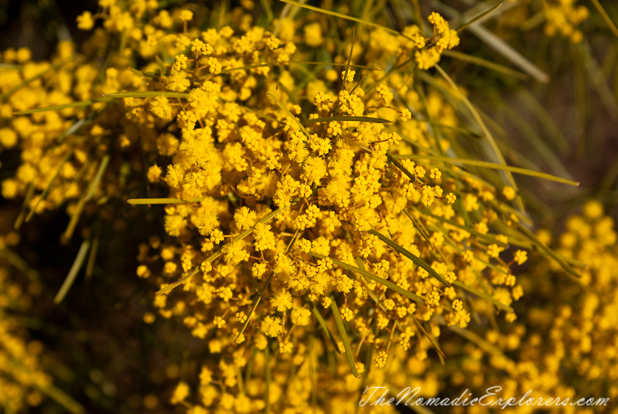 Australia, Victoria, Melbourne, Royal Botanic Gardens Victoria: Cranbourne Gardens, , 