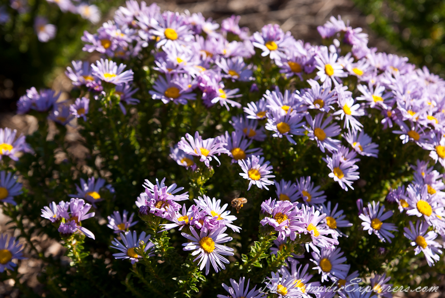 Australia, Victoria, Melbourne, Royal Botanic Gardens Victoria: Cranbourne Gardens, , 