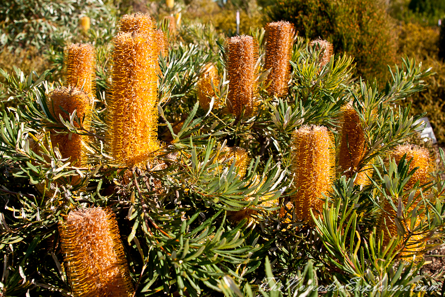 Australia, Victoria, Melbourne, Royal Botanic Gardens Victoria: Cranbourne Gardens, , 