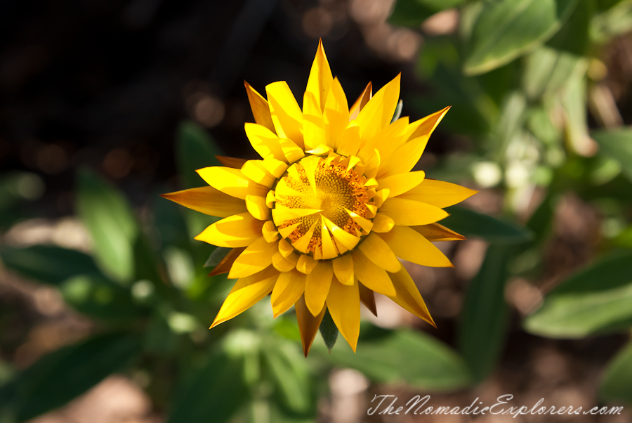 Australia, Victoria, Melbourne, Royal Botanic Gardens Victoria: Cranbourne Gardens, , 