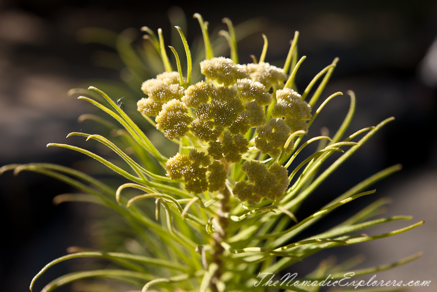 Australia, Victoria, Melbourne, Royal Botanic Gardens Victoria: Cranbourne Gardens, , 