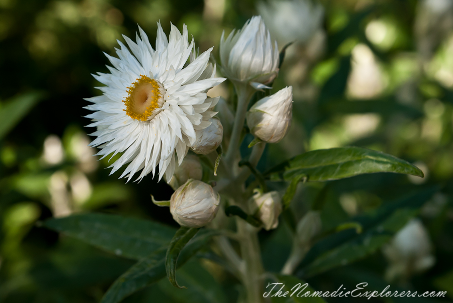 Australia, Victoria, Melbourne, Royal Botanic Gardens Victoria: Cranbourne Gardens, , 